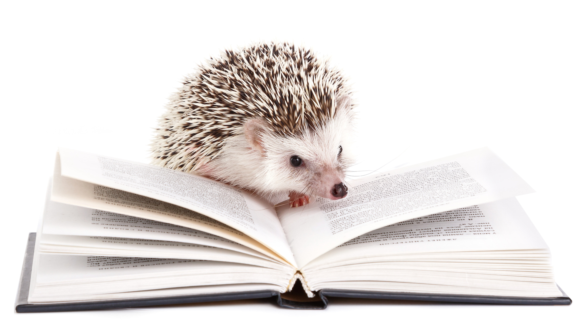 A hedgehog reading a book
